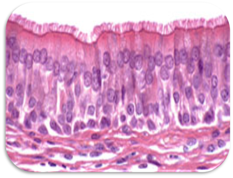 Advanced Histology - ZOO322 - Zoology